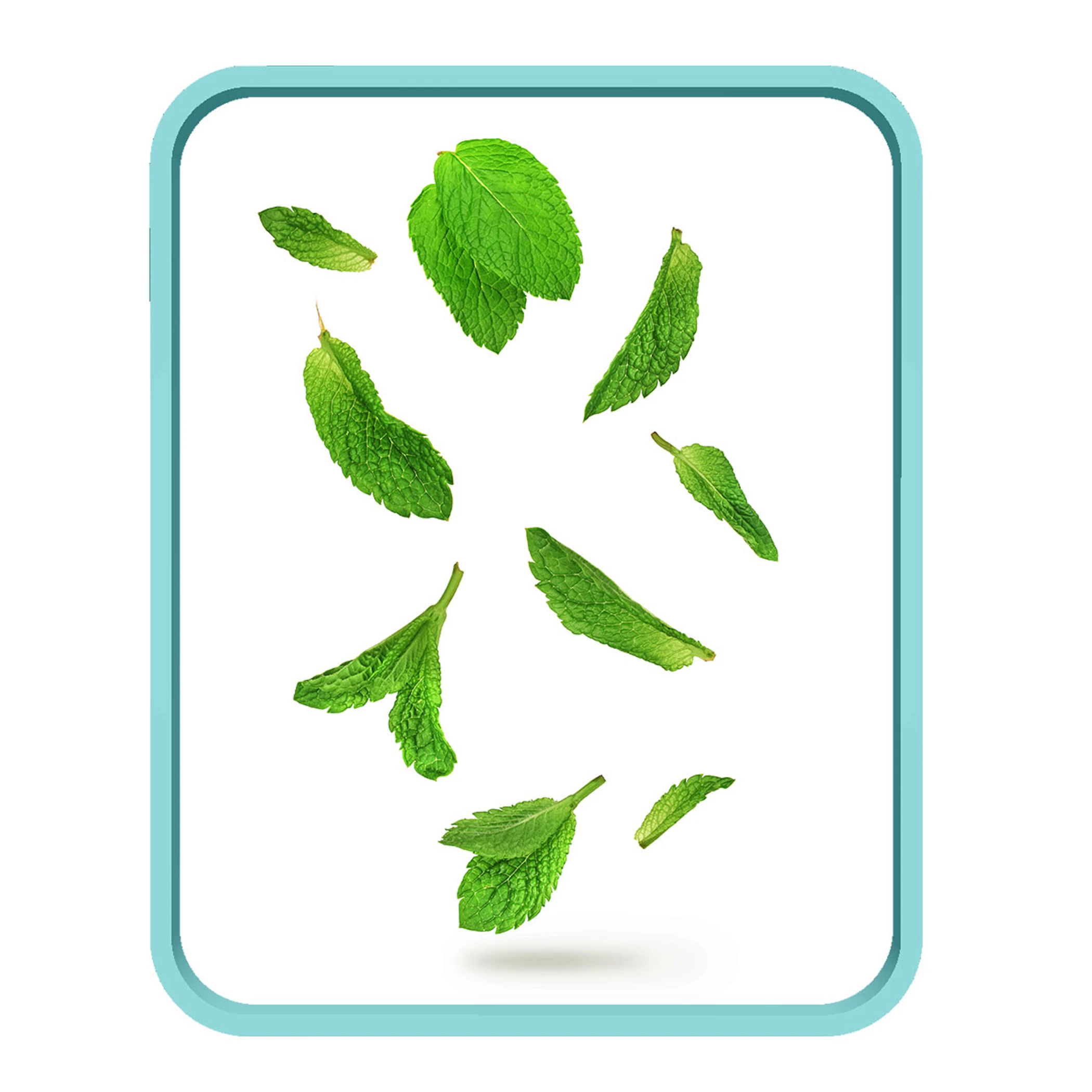 /media/attributes/images/PURIFYING-MENTA-PIPERITA.jpg
