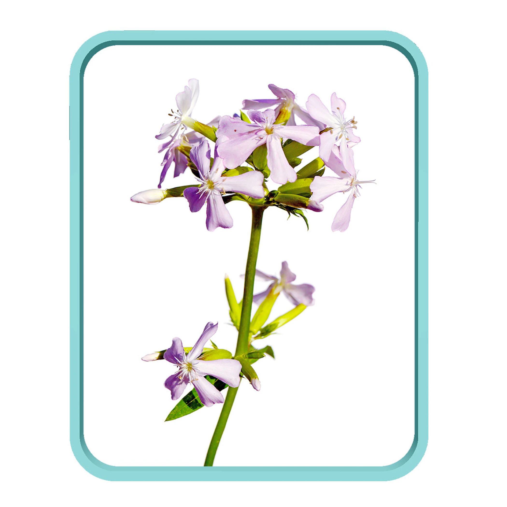 /media/attributes/images/PURIFYING-SAPONARIA.jpg