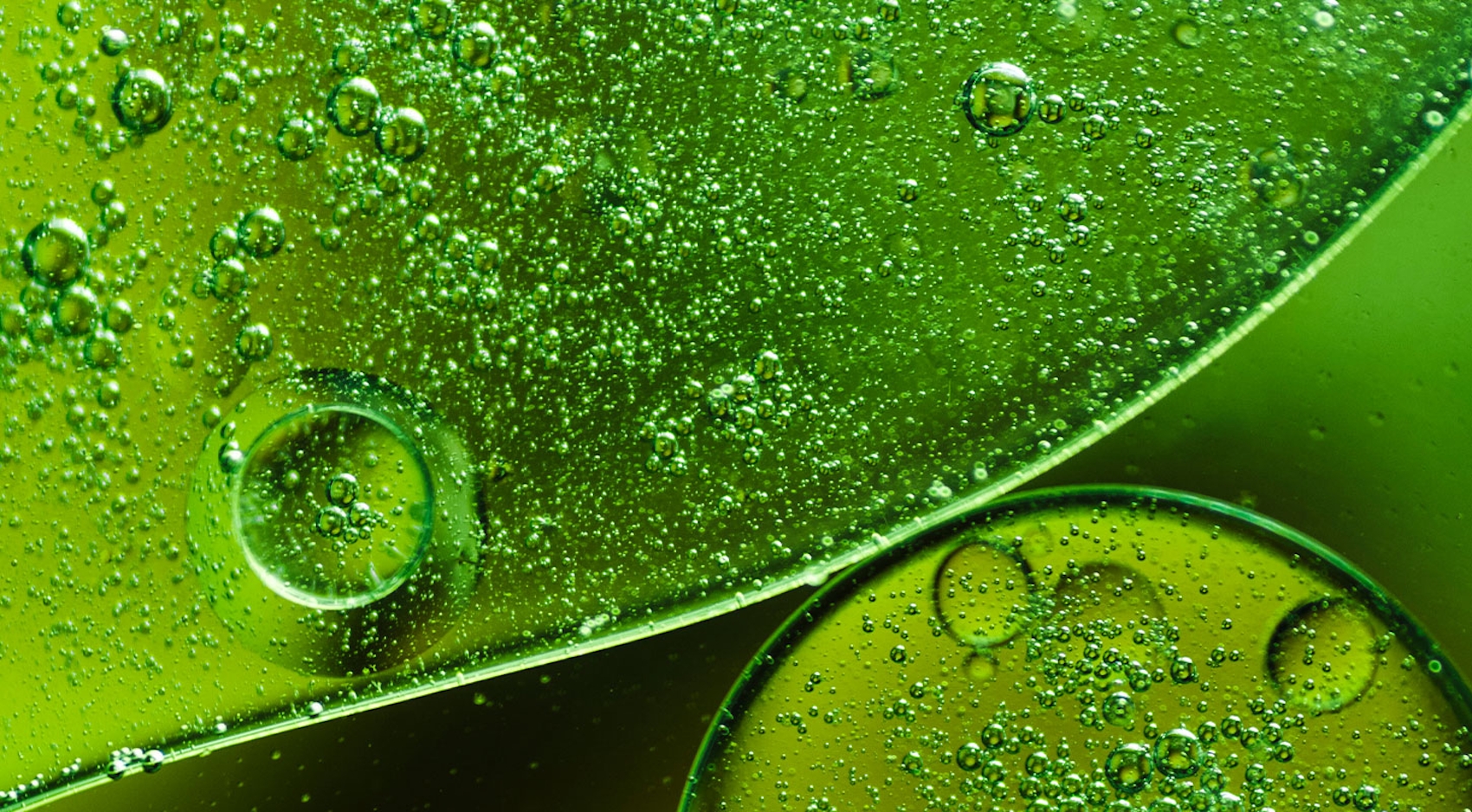 blog/list_images/MINIATURA-BLOG-CHLORELLA-VULGARIS.jpg