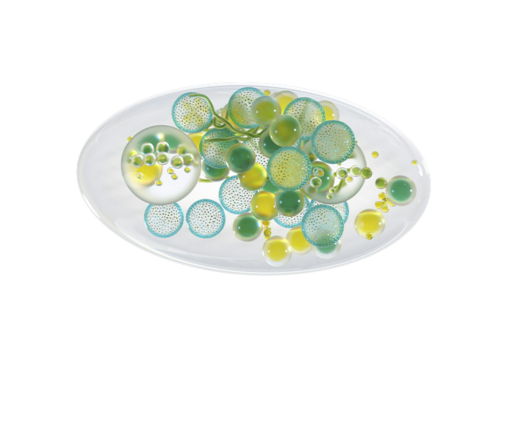 ENCAPSULADO PREBIÓTICO CHLORELLA VULGARIS