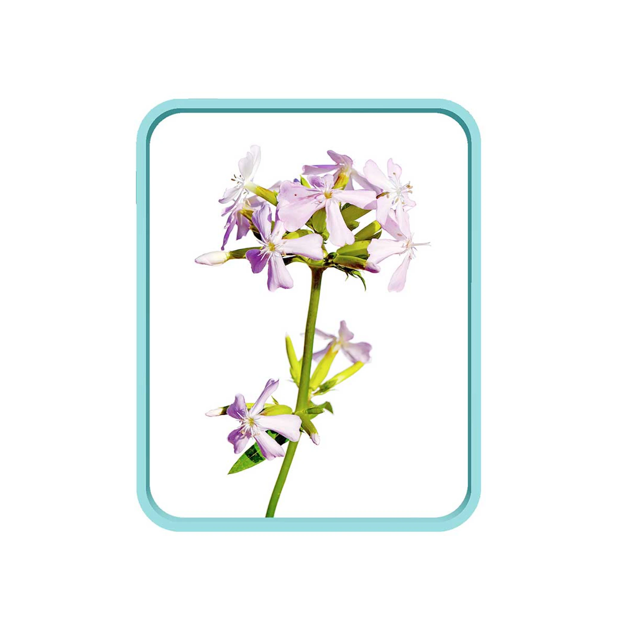 media/estaticas/PURIFYING-SAPONARIA_V2.jpg