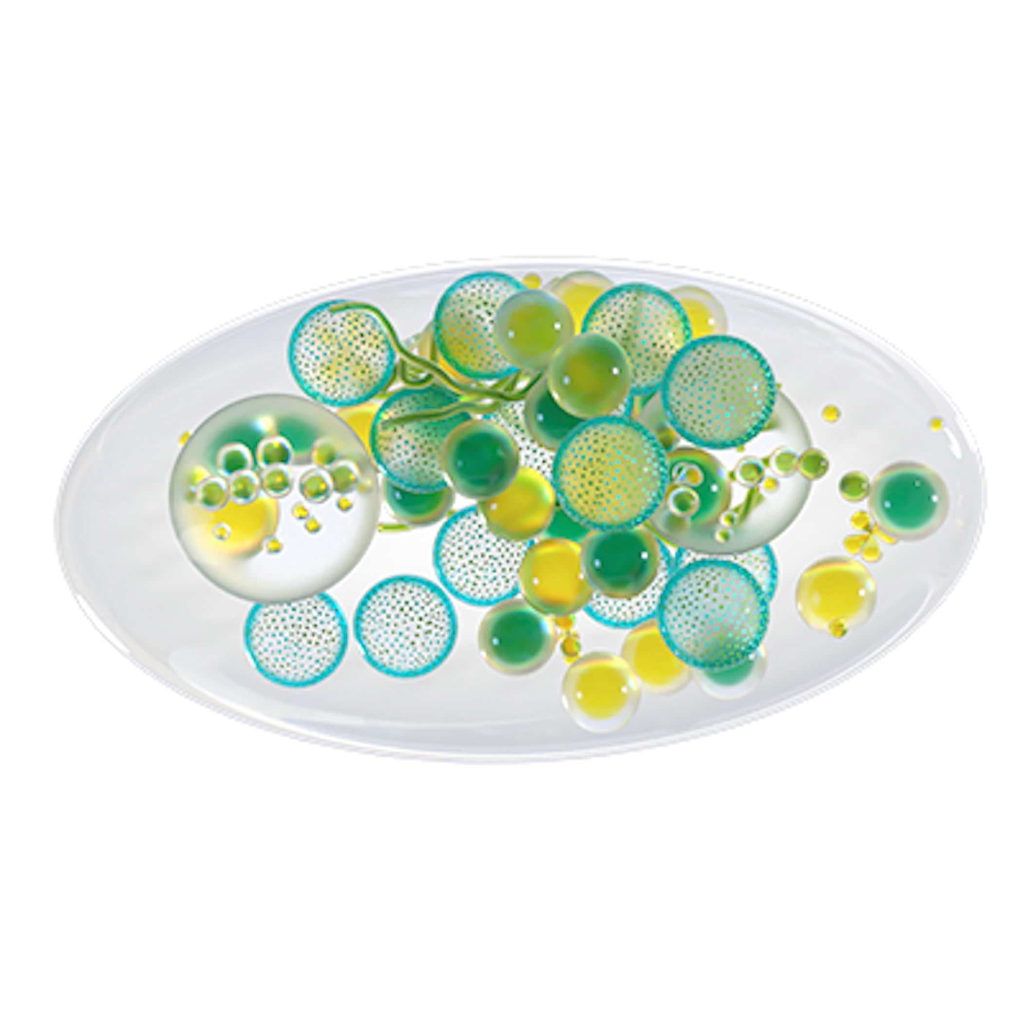 CHLORELLA VULGARIS PREBIOTICO CHLORELLA VULGARIS